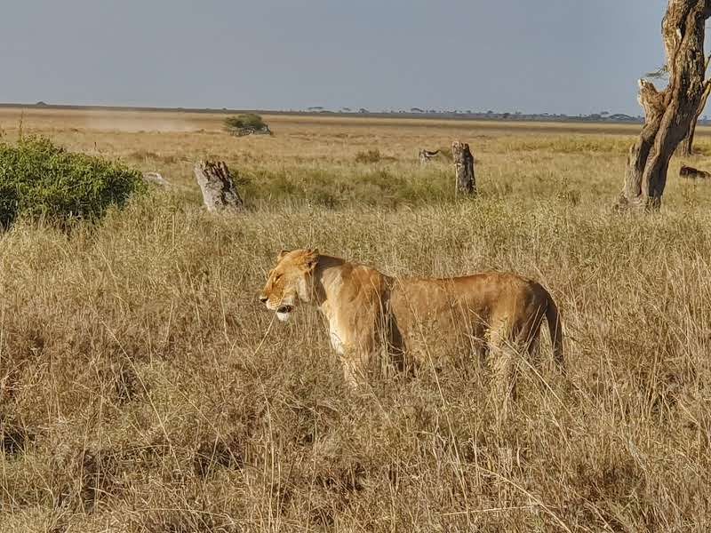 לביאה בשמורת Serengeti בטנזיה- אפריקה