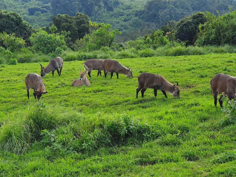 חיות ב - Rhino Lodge בשמורת המכתש ב- Ngorongoro, טנזניה.