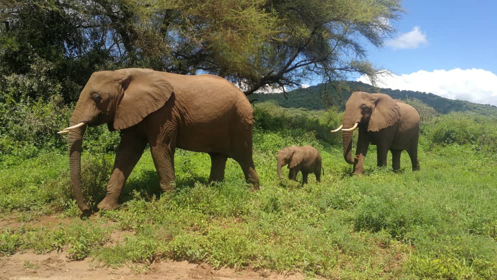 שמורת הפילים Tarangire בטנזניה