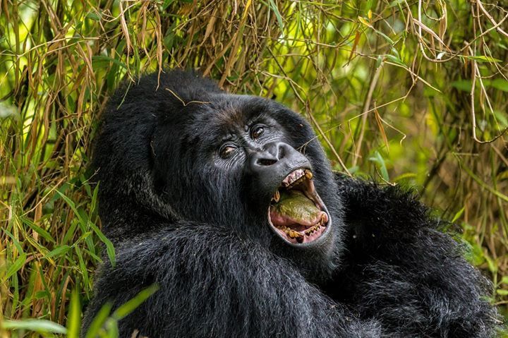 שימפנזה בטיול ספארי באוגנדה