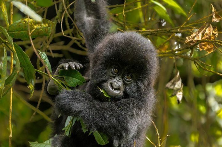 קוף תלוי על עץ בספארי באוגנדה