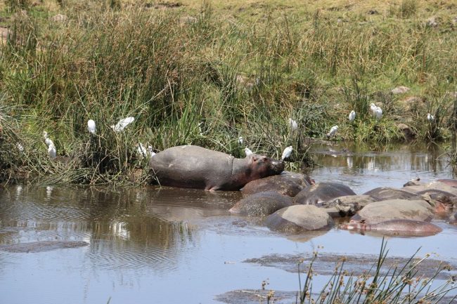 עדר היפופטמים בספארי בטנזניה
