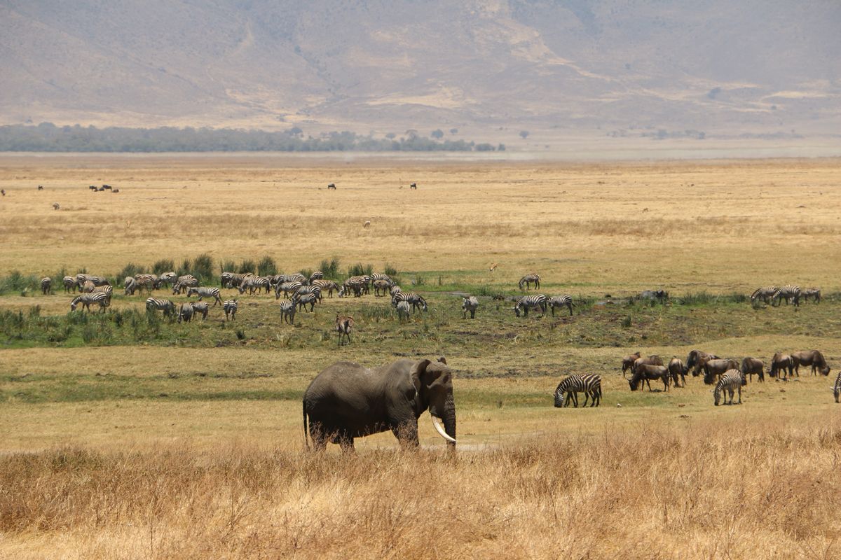 פיל וזברות בספארי בטנזניה