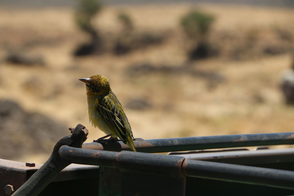 ציפורים מיוחדות במכתש Ngorongoro בטנזניה