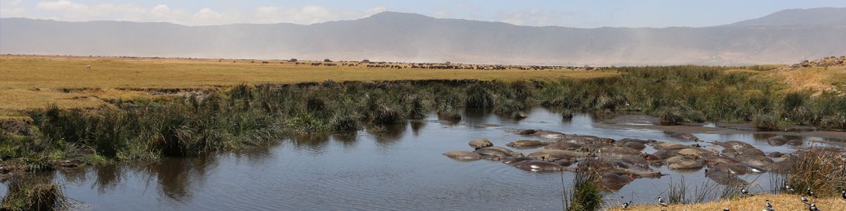 עדר היפופטמים באגם בטנזניה