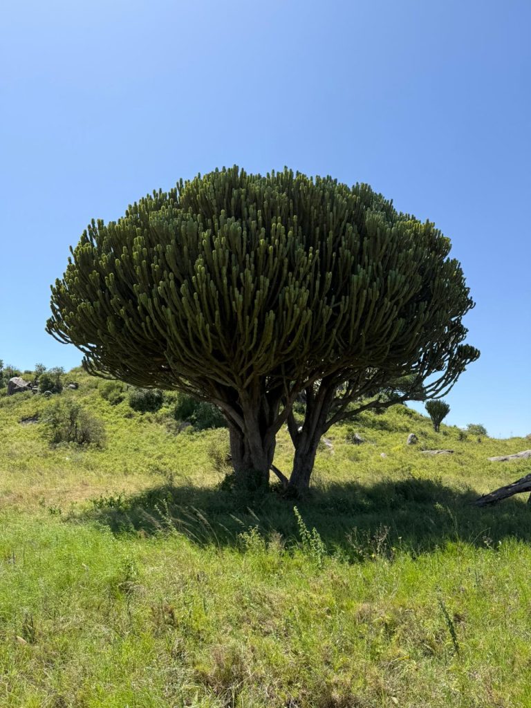 צמחייה בשמורת סרנגטי
