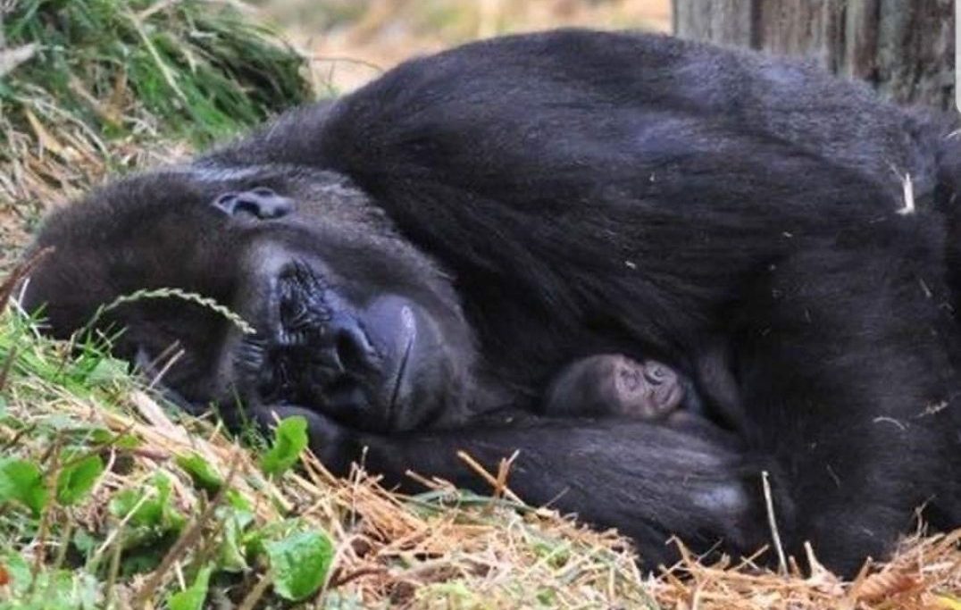 טיול לרואנדה- גורילות ושימפנזים