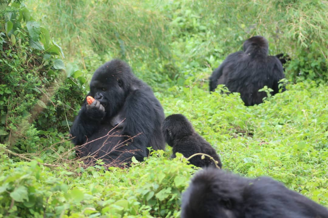 גורילות ושימפנזים בטיול לרואנדה