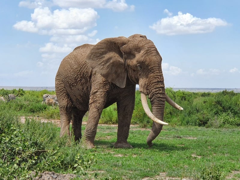 פיל ענק באפריקה