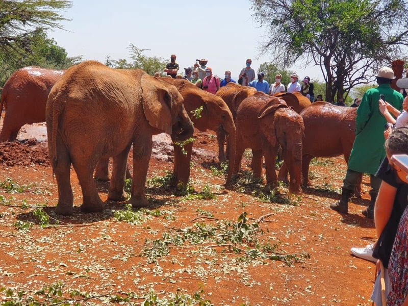 פילים בקניה