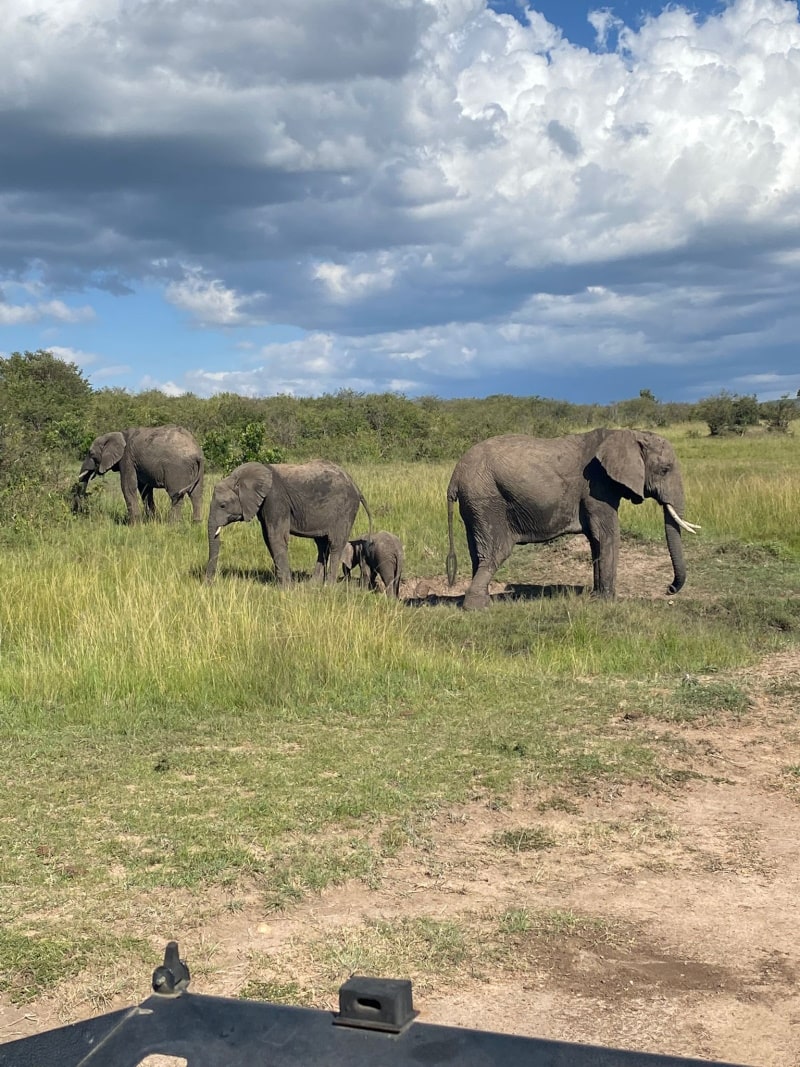 פילים בספארי בקניה