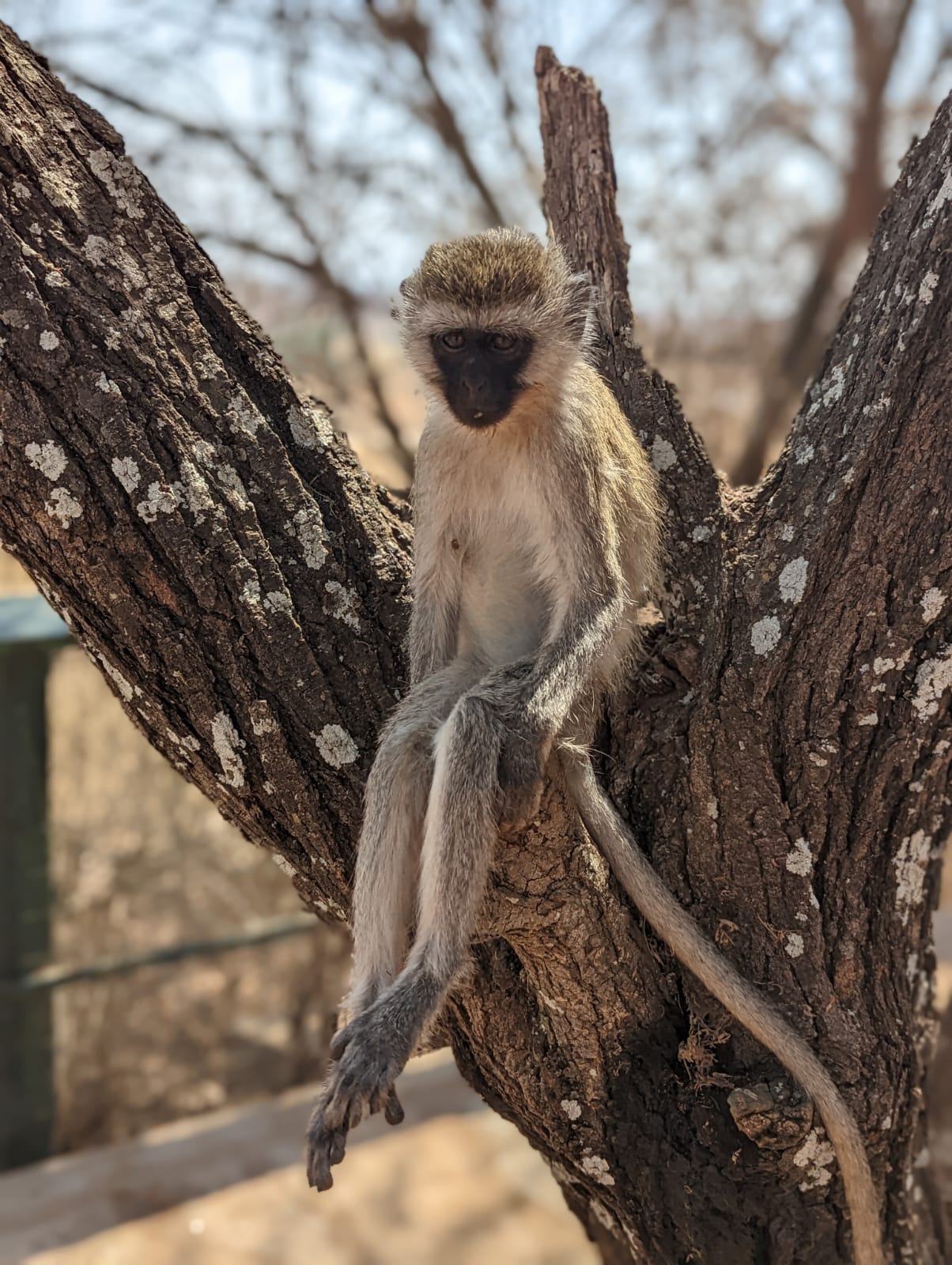 טיולים מאורגנים לצערים בטנזניה - מפגש עם קוף סנג'ה מנגבי
